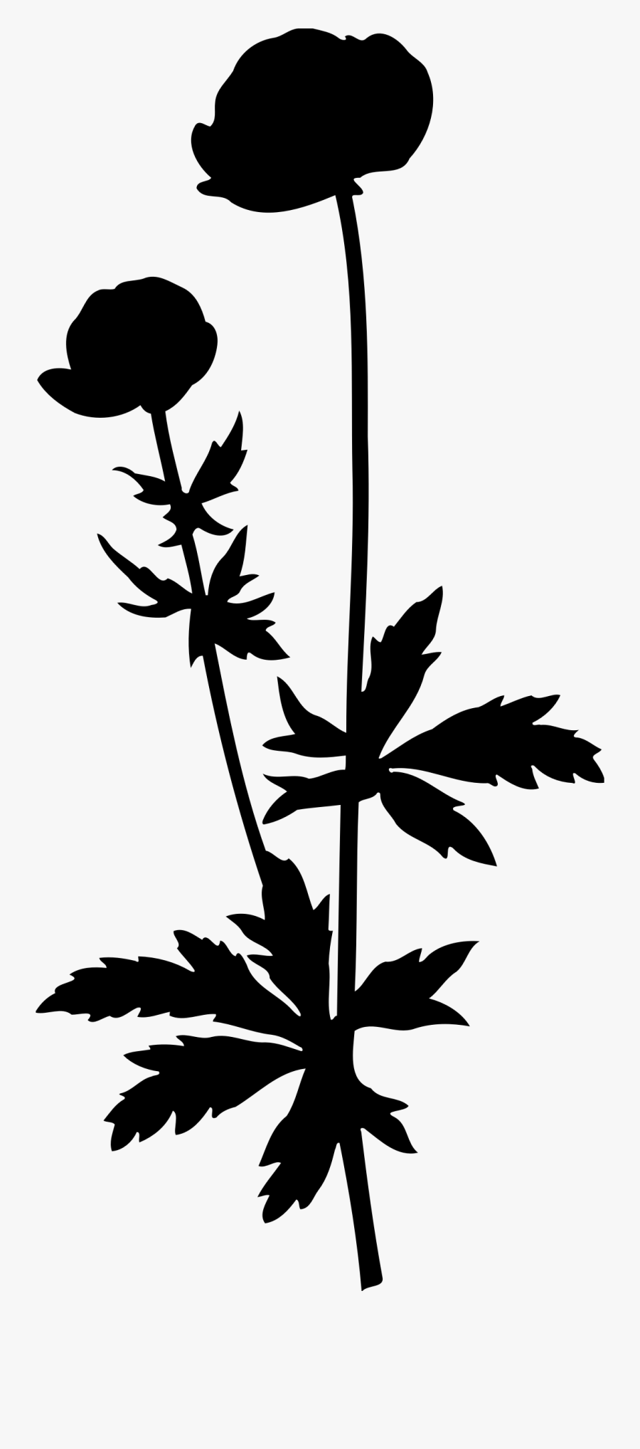 Globeflower Silhouette Clip Arts - Globeflower Drawing, Transparent Clipart