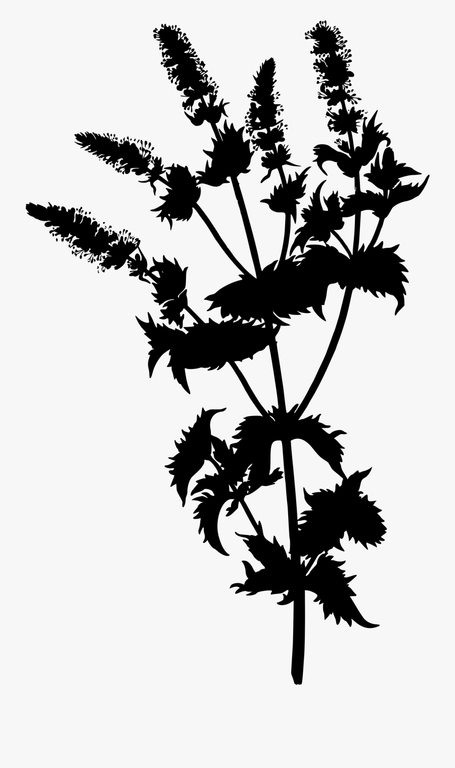 Spearmint Clip Arts - Wolfsbane Silhouette, Transparent Clipart