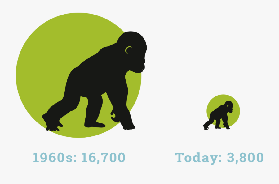 Companion Dog, Transparent Clipart