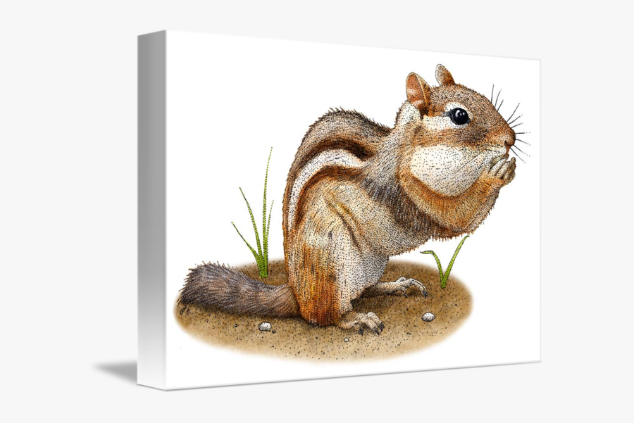 By Roger Hall - Eastern Chipmunk Drawing, Transparent Clipart