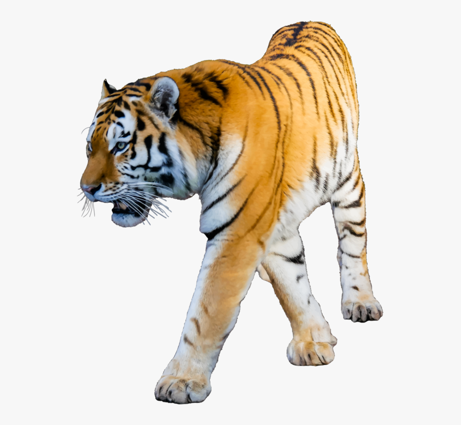 Transparent Panther Clipart Black And White - Tiger With White Background, Transparent Clipart