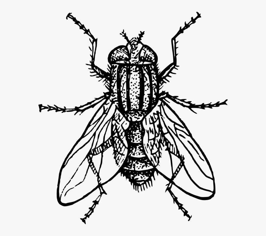 Housefly House Fly Fly Animal Biology Entomology Clip- - House Fly Clip Art, Transparent Clipart