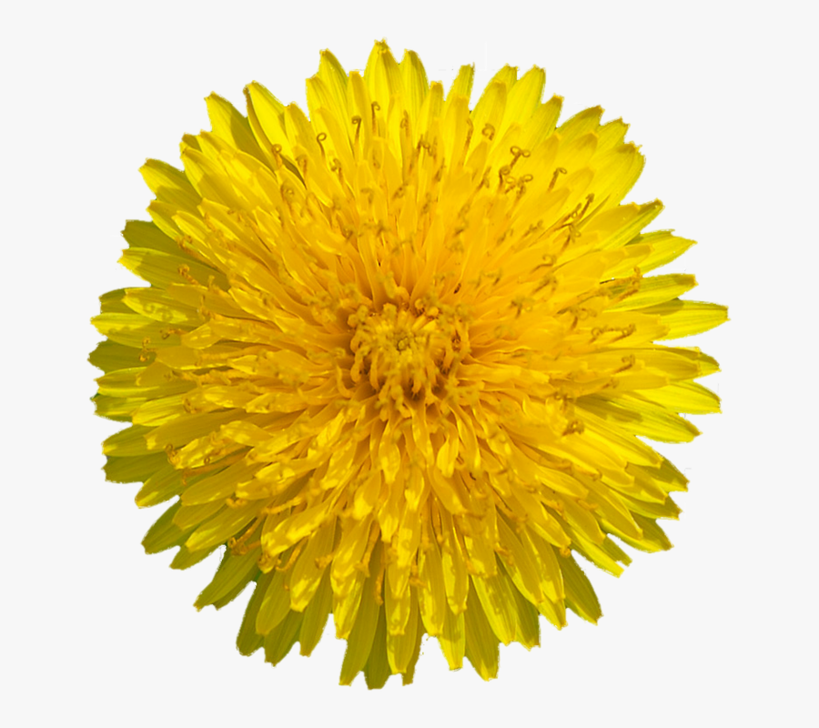 Dandelion Flower Png - Yellow Dandelion Png, Transparent Clipart