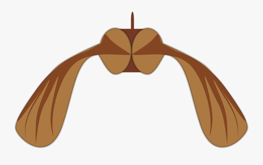 Maple Seed Free Vector - Sycamore Seed Falling Gif, Transparent Clipart