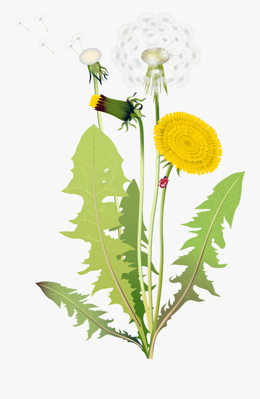 Dandelion Clipart - Four Kinds Of Flowers, Transparent Clipart