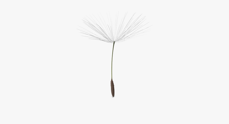 Dandelion Png Picture - Dandelion Png, Transparent Clipart