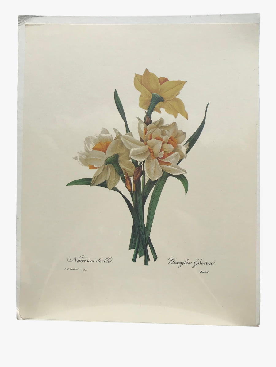 Clip Art Botanical Prints Scientific Renderings, Transparent Clipart