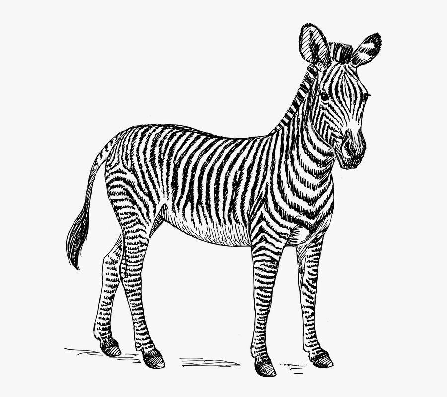 Zebra, Safari, Africa, Animal, Biology, Mammal, Zoology - Download Card Animal 4d, Transparent Clipart