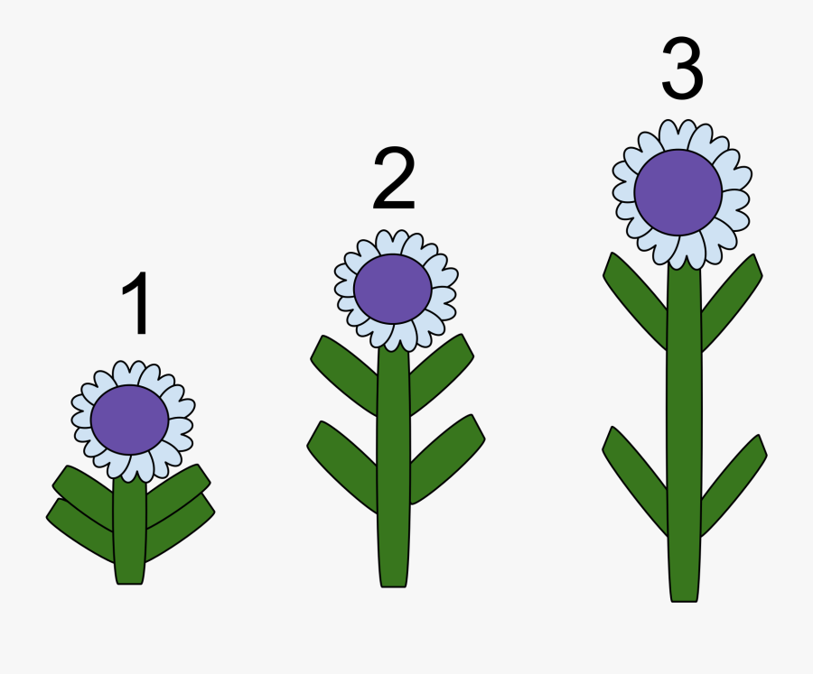 Gibberellins Definition Biology - Gibberellins Hormone, Transparent Clipart