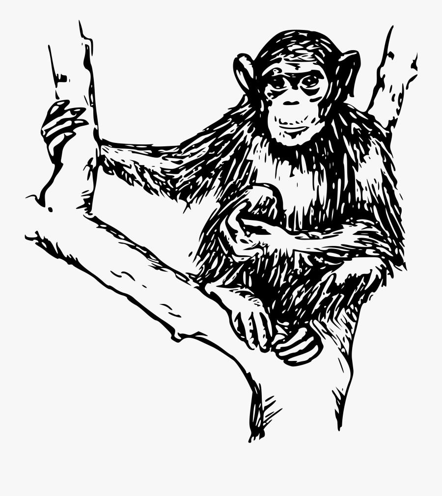 Art & Design, Biology - Chimpanzee In Black And White, Transparent Clipart