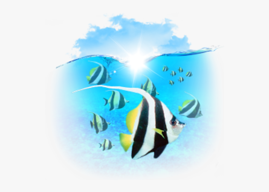 Marine Biology Clipart Computer Icons Clip Art - Clip Art, Transparent Clipart