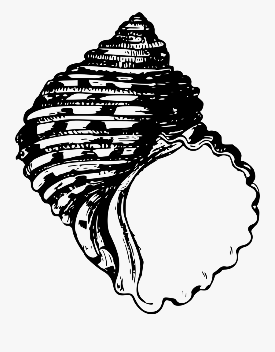 Sea Clipart Conch - Black And White Seashell, Transparent Clipart