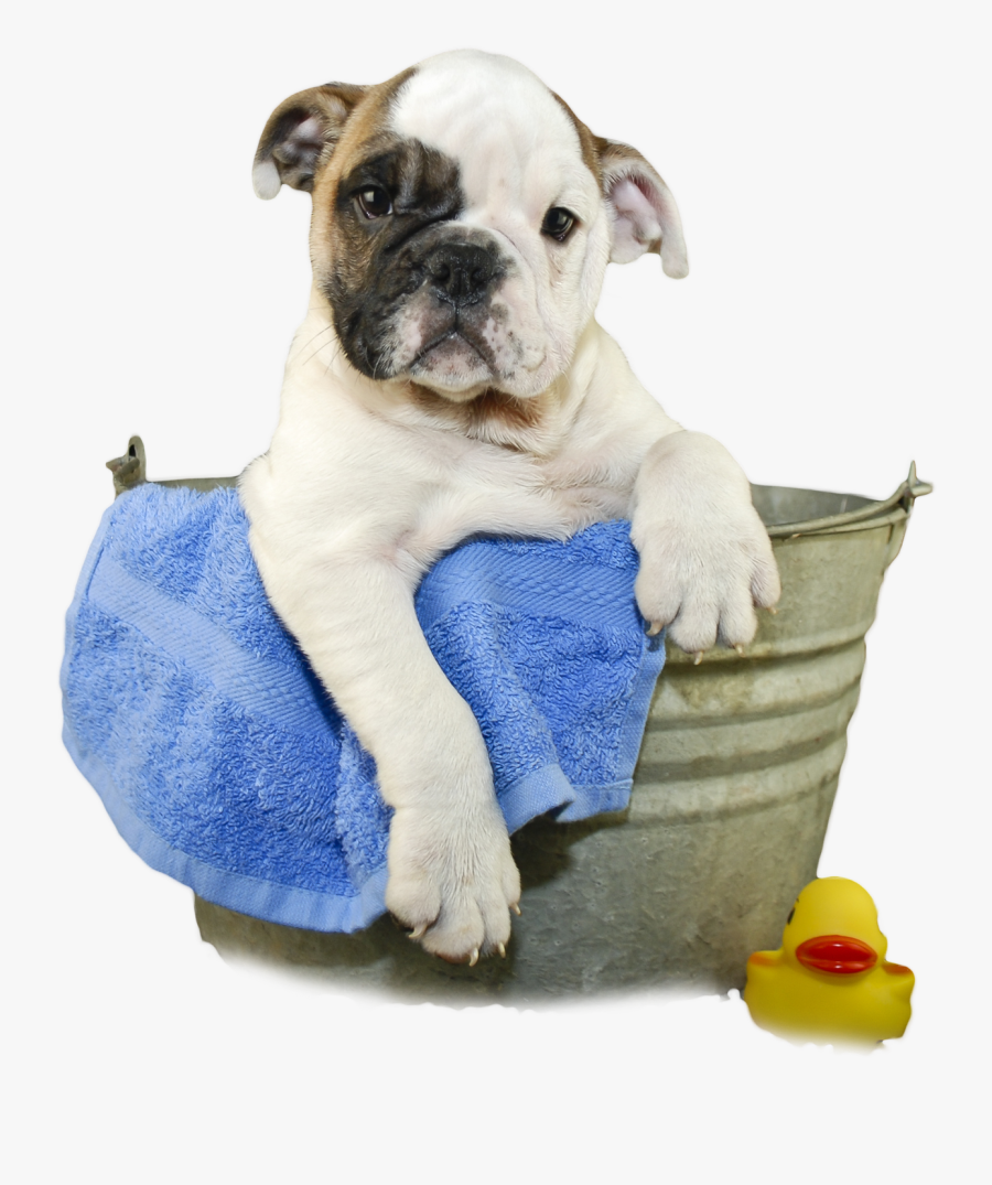 Dog Bath Png Transparent Dog Bath Images - Dog Bath Transparent Background, Transparent Clipart