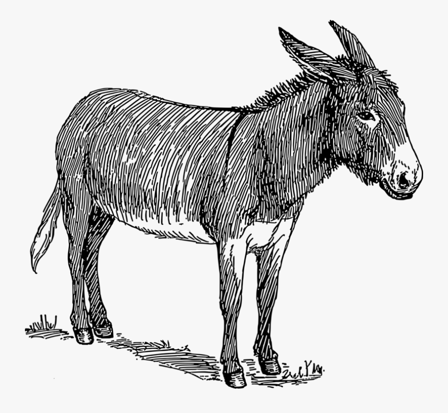 Donkey,art,livestock - Free Donkey Clipart Black And White, Transparent Clipart