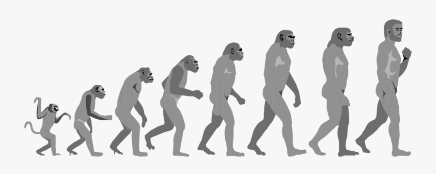 Evolution Of Human Png, Transparent Clipart