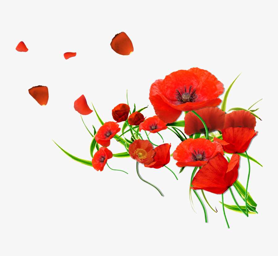 Poppy Flowers Good Morning, Transparent Clipart