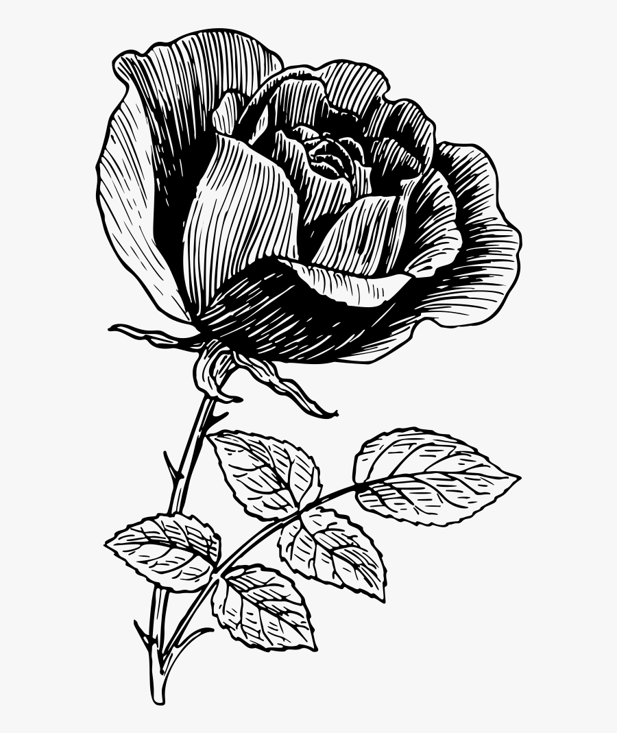 Vintage Rose Line Art - Illustration Rose Line Art, Transparent Clipart