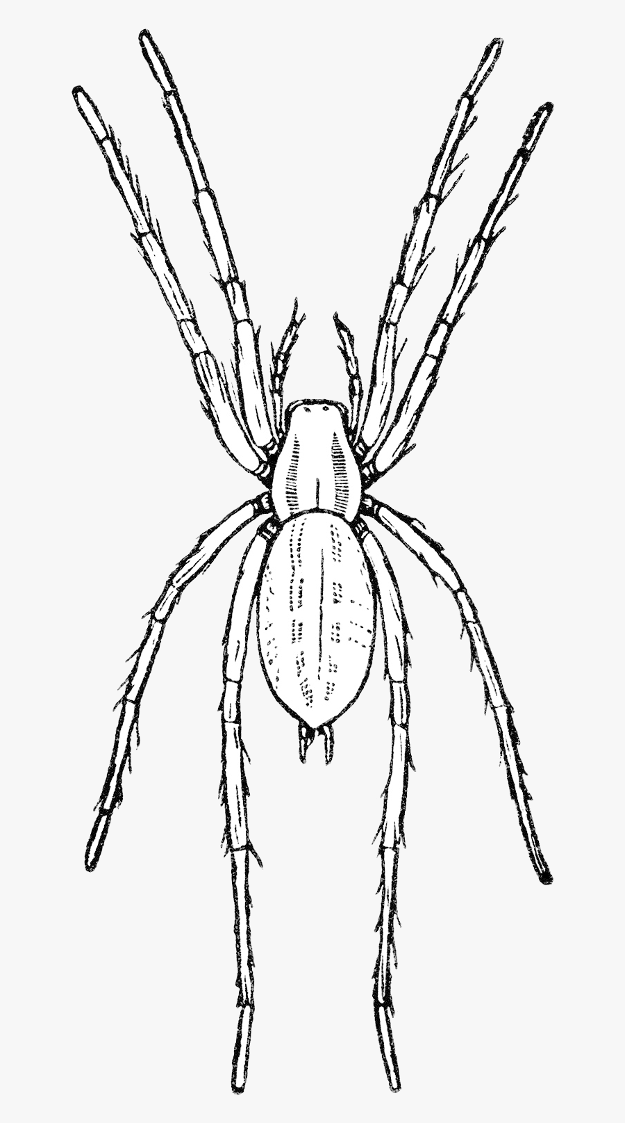 Spider Free Vintage Clip Art Old Design Shop Blog Transparent - Spiders Black And White Clipart, Transparent Clipart