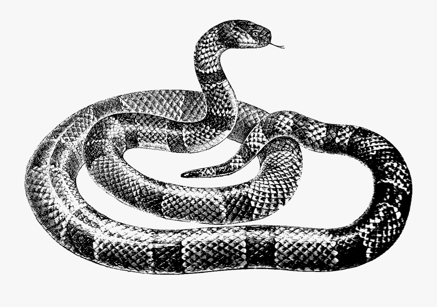Transparent Cobra Snake Png, Transparent Clipart