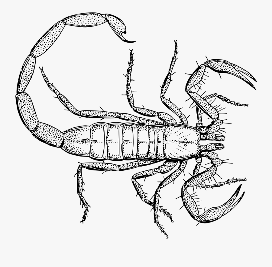 Vintage Scorpion Line Art - Scorpion Drawing, Transparent Clipart
