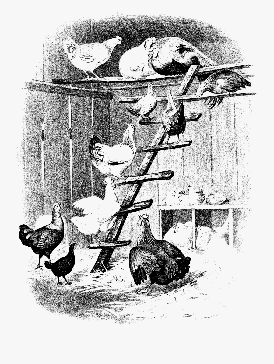 Transparent Hen Clipart - Cartoon, Transparent Clipart