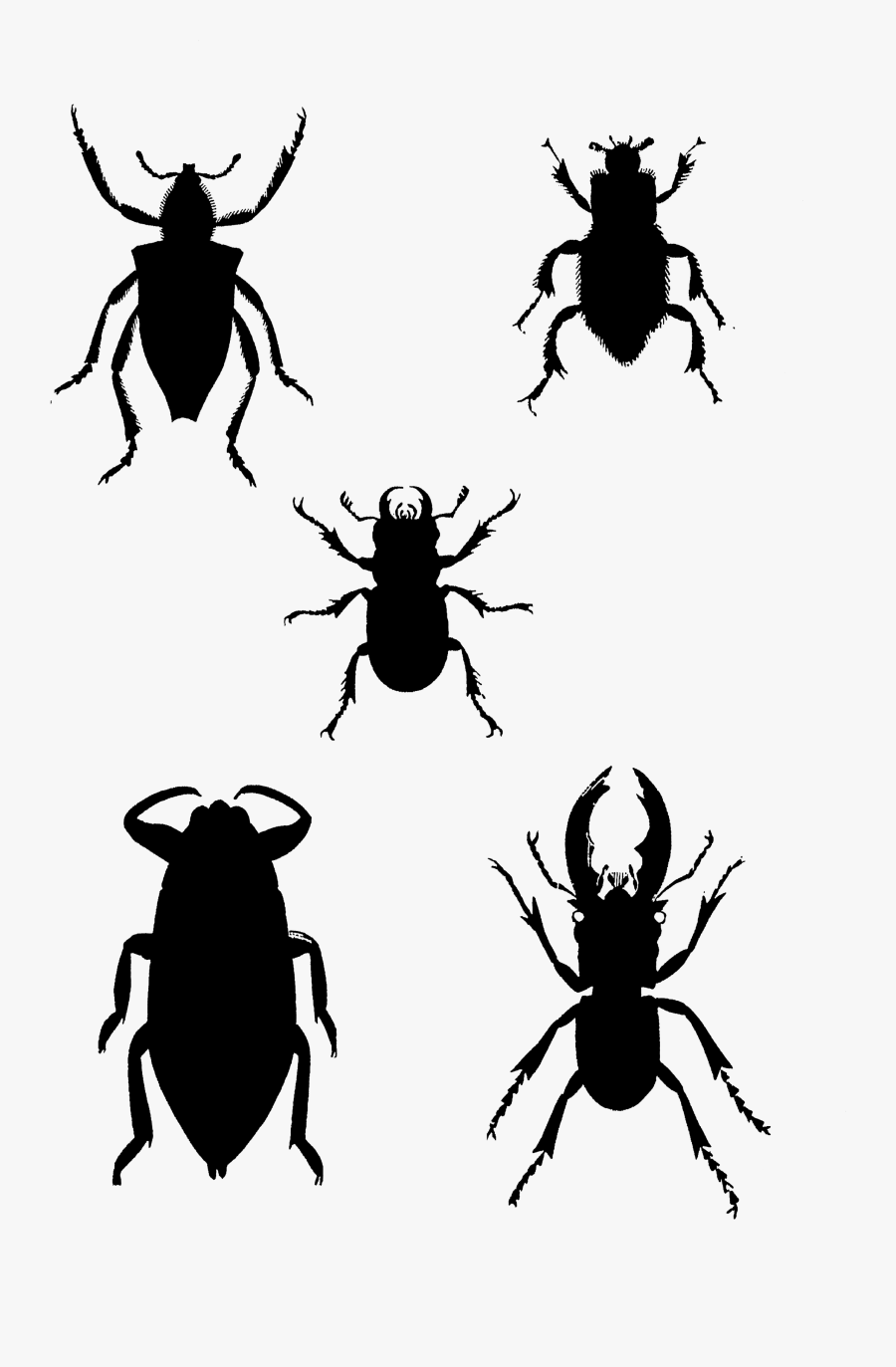 1819 Insects Silhouettes Free Vintage Clip Art➢ Download - Weevil, Transparent Clipart