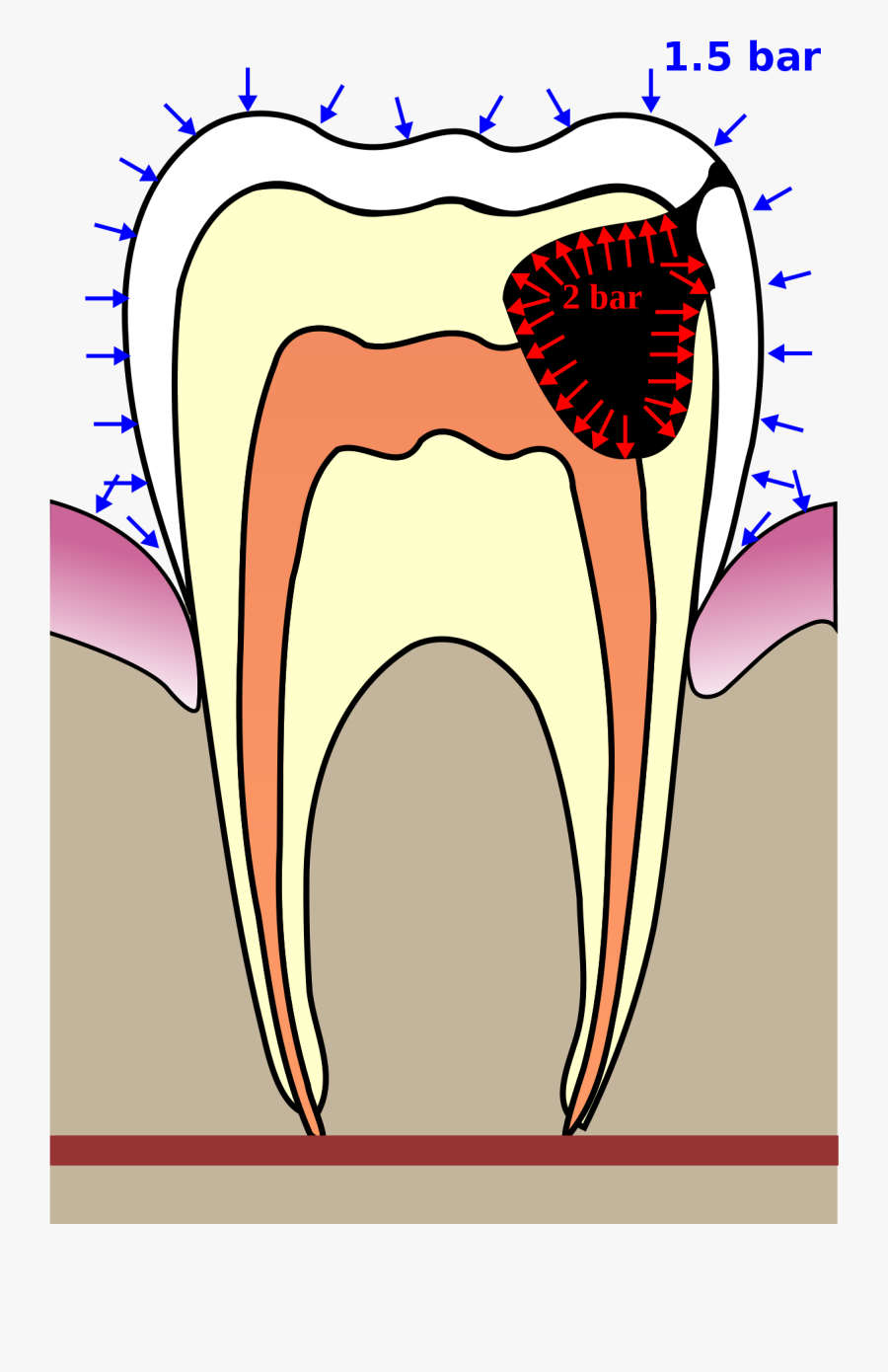 Tooth Squeeze Diving , Free Transparent Clipart ClipartKey