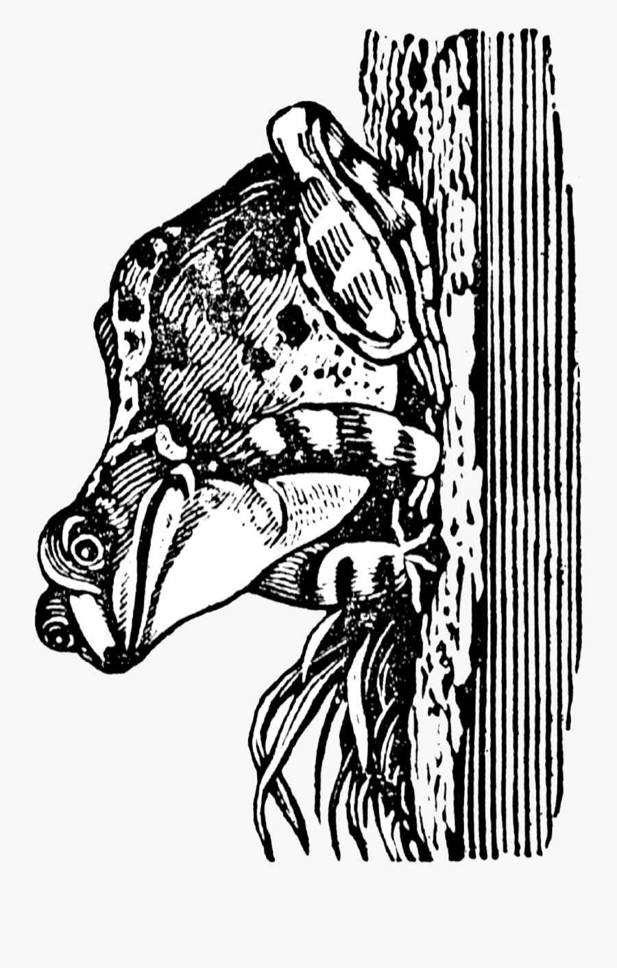 Illustration, Transparent Clipart