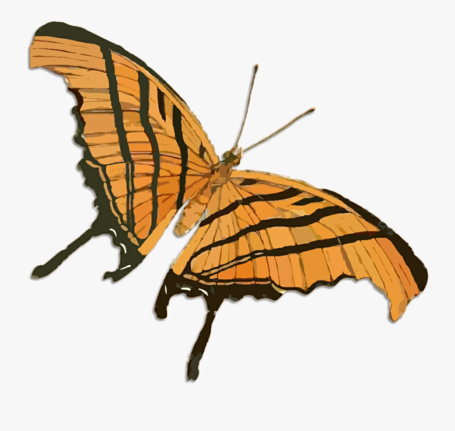 Butterfly Drawing Vintage, Transparent Clipart