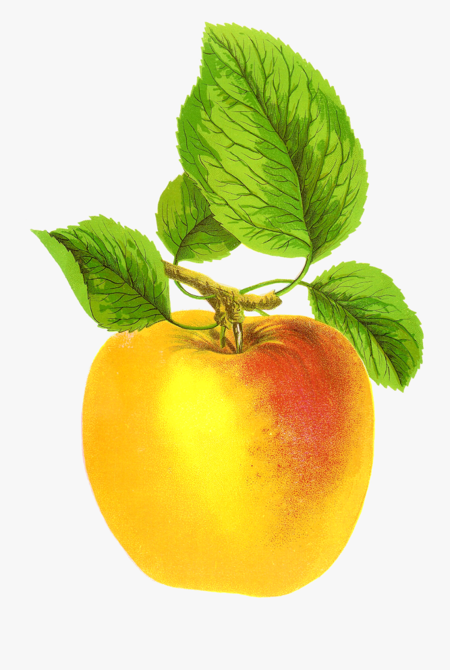 Vintage Apple Png Free Transparent Clipart Clipartkey