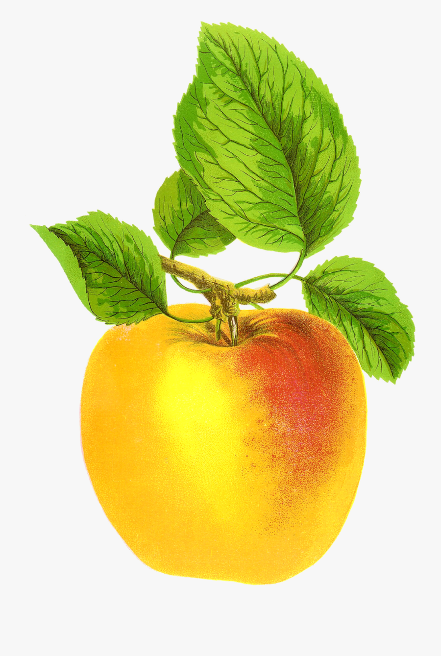 Vintage Apple Png, Transparent Clipart