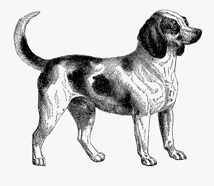 Transparent Chihuahua Clipart Black And White - Clip Art, Transparent Clipart