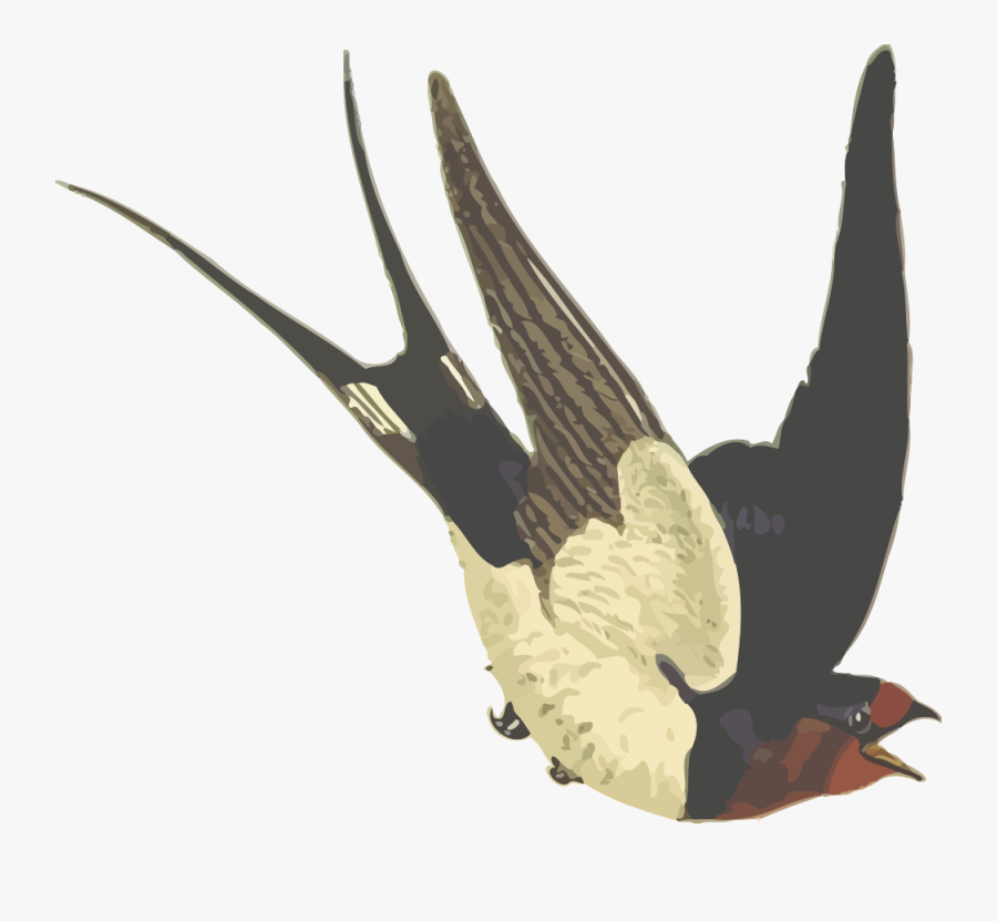 Barn Swallow - Swallow Bird Png Transparent, Transparent Clipart