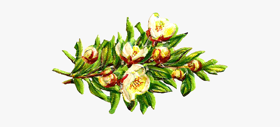 Free Digital Flower Clip Art - Clip Art, Transparent Clipart