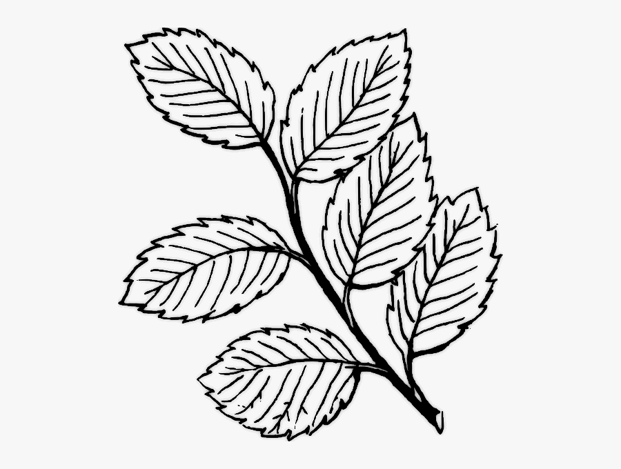 Transparent White Flower Clipart - Leaves Black And White, Transparent Clipart