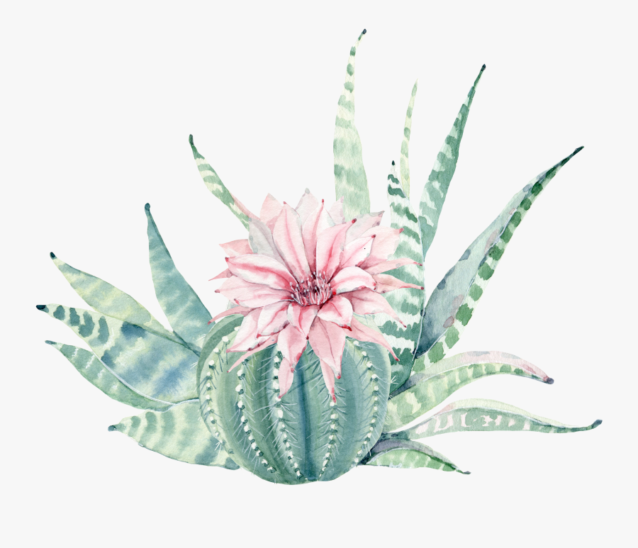 Transparent Watercolor Plants Png - Cactus With Flower Painting, Transparent Clipart