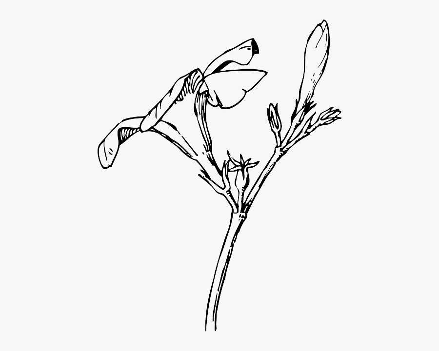 Transparent Black And White Flowers Png - Flower Bud Clipart Black And White, Transparent Clipart