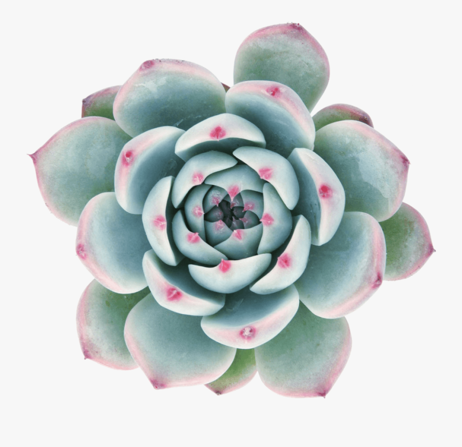 Clip Art Echeveria Tippy Growth Plant - Transparent Background Succulent Clip Art, Transparent Clipart