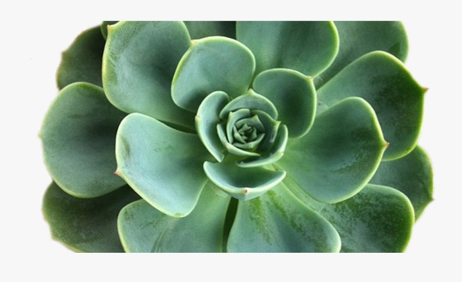 Transparent Succulent Clipart - Transparent Background Succulent Clip Art, Transparent Clipart