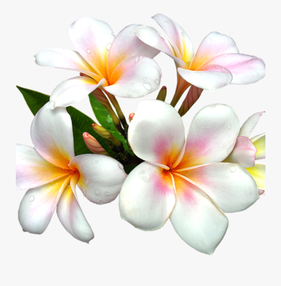 Transparent Flowers Clipart Png - White Flowers Clipart Png, Transparent Clipart
