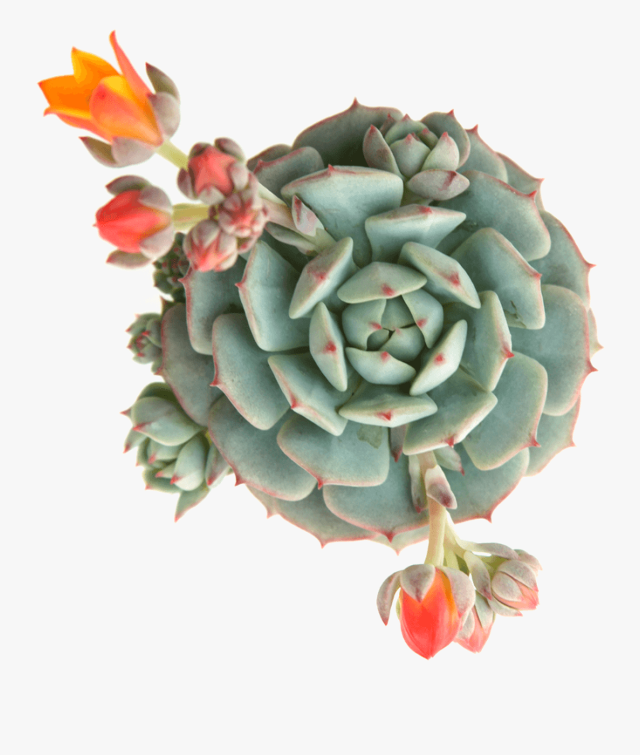 Clip Art Echeveria Painted Lady Succulent - Succulent Echeveria Derenbergii Blue, Transparent Clipart