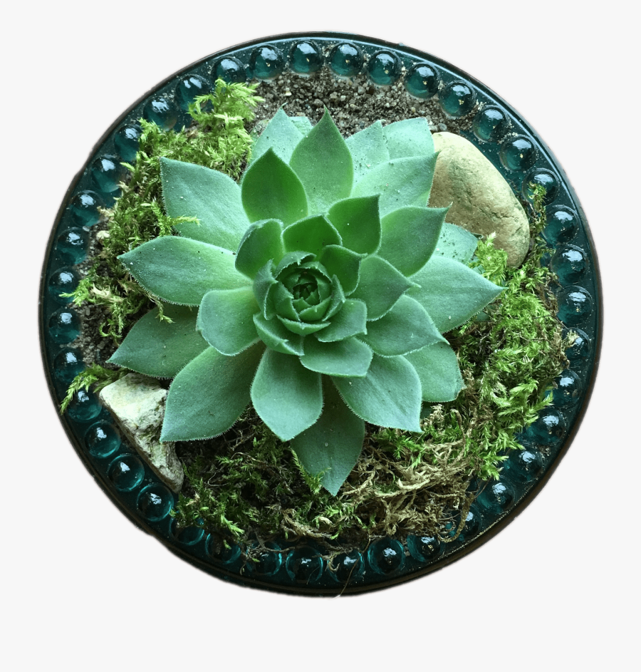 Succulent Top View, Transparent Clipart