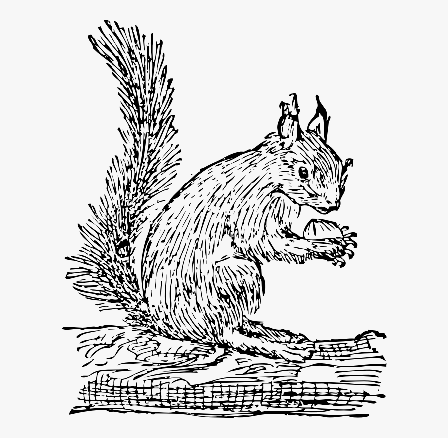 Squirrel - Squirrel Clip Art, Transparent Clipart