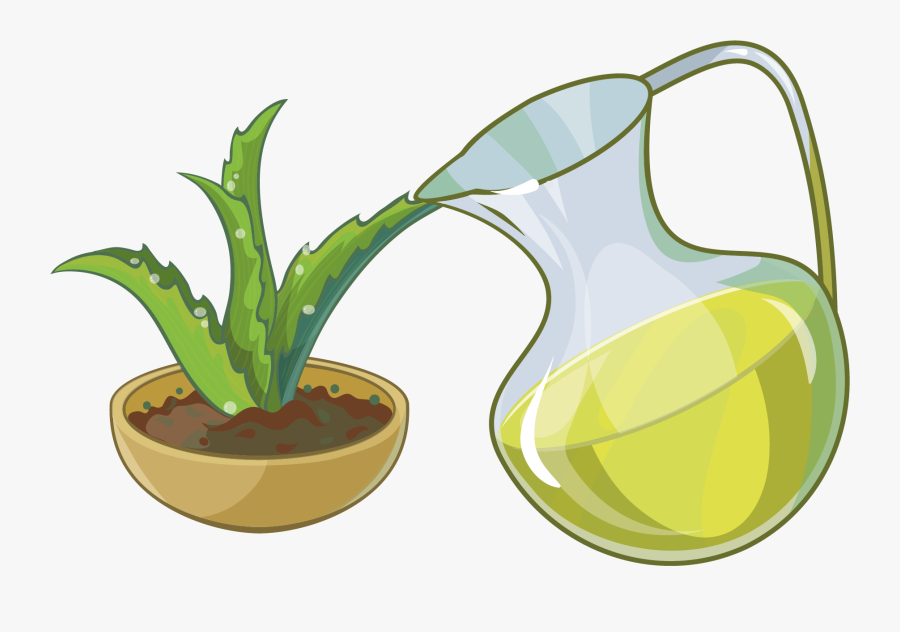 Aloe Succulent Plant - Aloe Vera Cartoon Png, Transparent Clipart