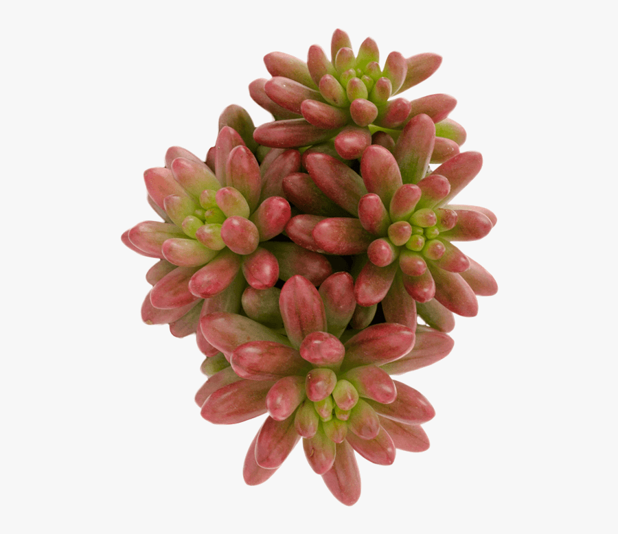 Clip Art Jelly Bean Succulent - Succulent Long Spiky Leaves Trailing Green With Red, Transparent Clipart