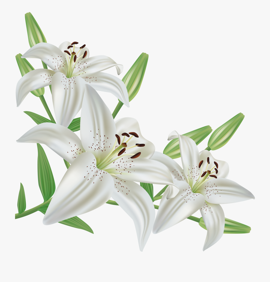 Cliparts For Free - White Lily Flower Png , Free Transparent Clipart