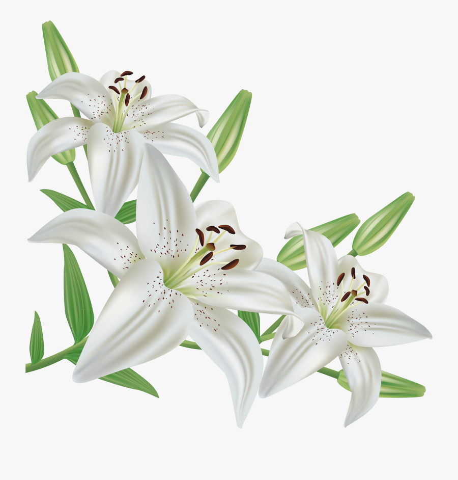 Cliparts For Free - White Lily Flower Png, Transparent Clipart