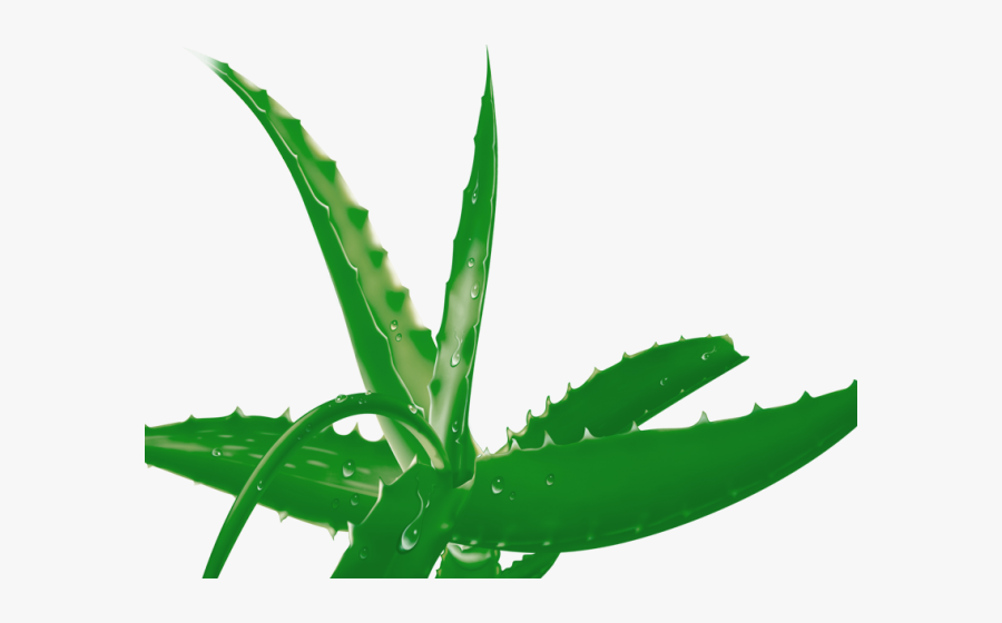 Aloes, Transparent Clipart