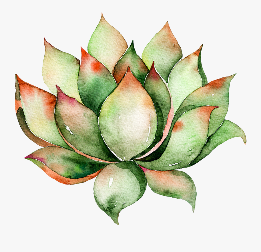 Transparent Green Plants Png - Transparent Background Succulent Clipart, Transparent Clipart