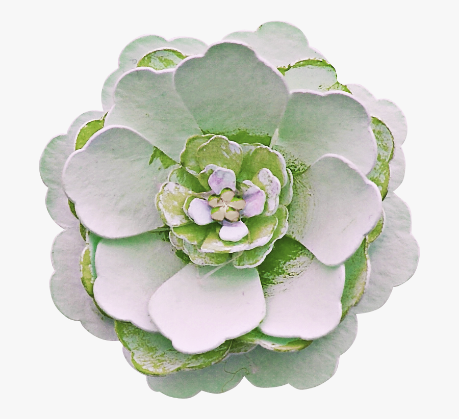 White Mexican Rose, Transparent Clipart